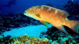 Ein großer orangefarbener Fisch schwimmt vor einem bunten Korallenriff in tiefblauem Wasser.